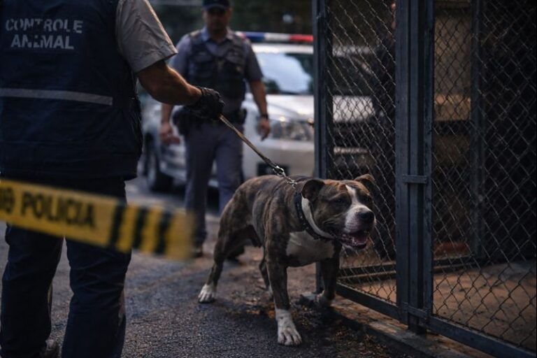 Bebê de 11 meses morre após ataque de pitbull em residência no interior de São Paulo